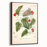 Botanical Art Prints – Vintage Smilax Herb Illustration