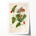 Botanical Art Prints – Vintage Smilax Herb Illustration