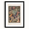 Sea Anemones Art Print – Vintage Haeckel Actinia Illustration