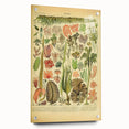 Algae Art Print – Vintage Botanical Algae Illustration