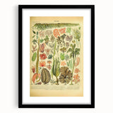 Algae Art Print – Vintage Botanical Algae Illustration