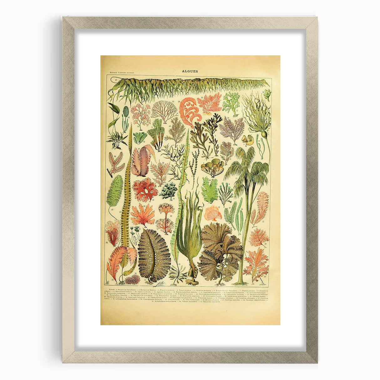 Algae Art Print – Vintage Botanical Algae Illustration