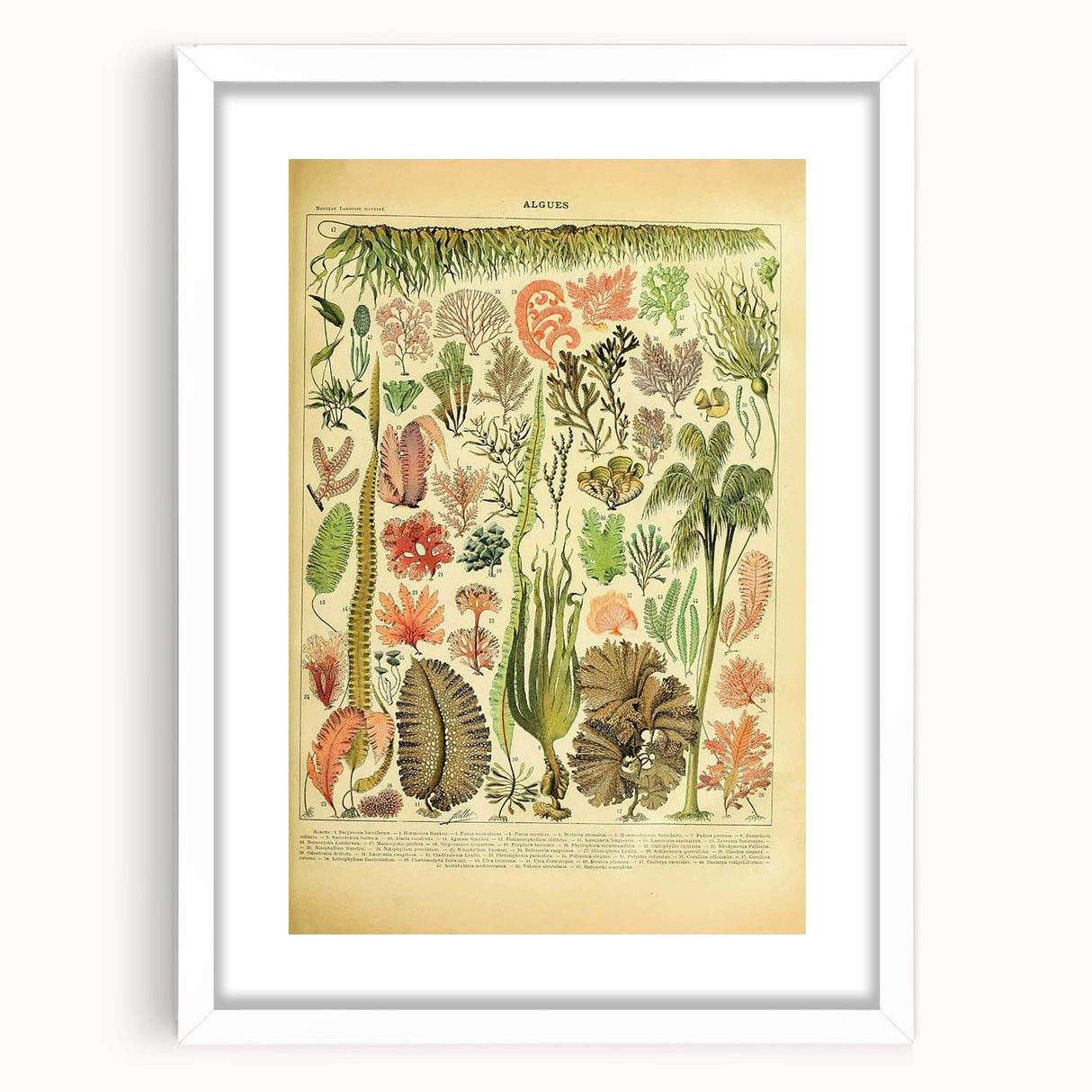 Algae Art Print – Vintage Botanical Algae Illustration