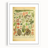 Algae Art Print – Vintage Botanical Algae Illustration