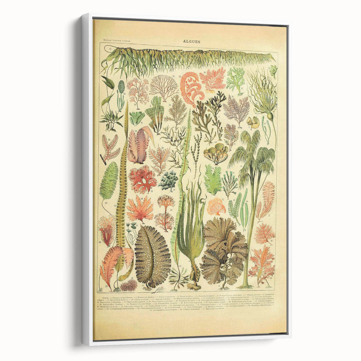 Algae Art Print – Vintage Botanical Algae Illustration