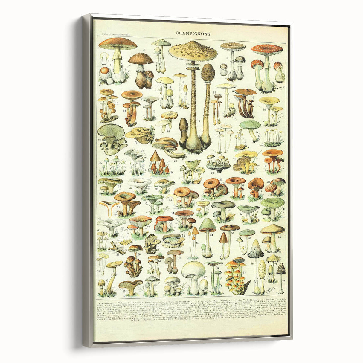 Mushroom Art Print – Vintage Champignons Illustration