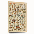 Mushroom Art Print – Vintage Champignons Illustration