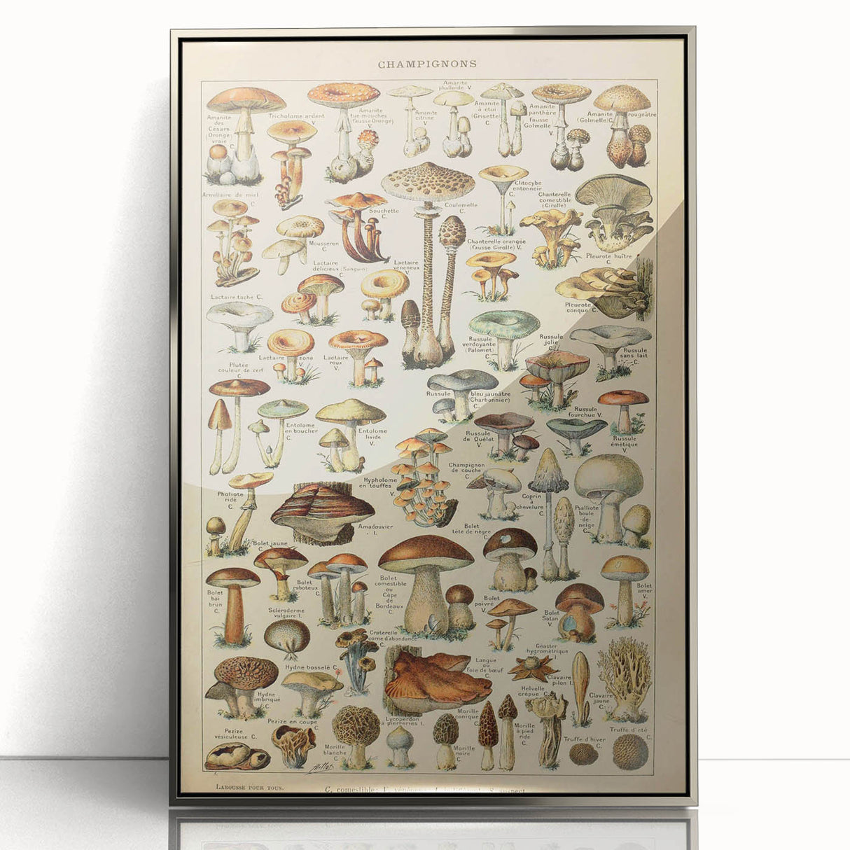 Mushroom Art Print – Vintage Champignons Illustration