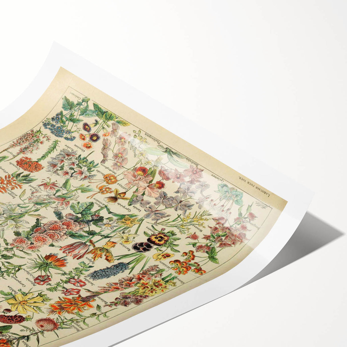 Flower Art Print – Vintage Botanical Flower Illustration