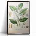 Vintage Botanical Illustration of Styrax – Botanical Art Prints