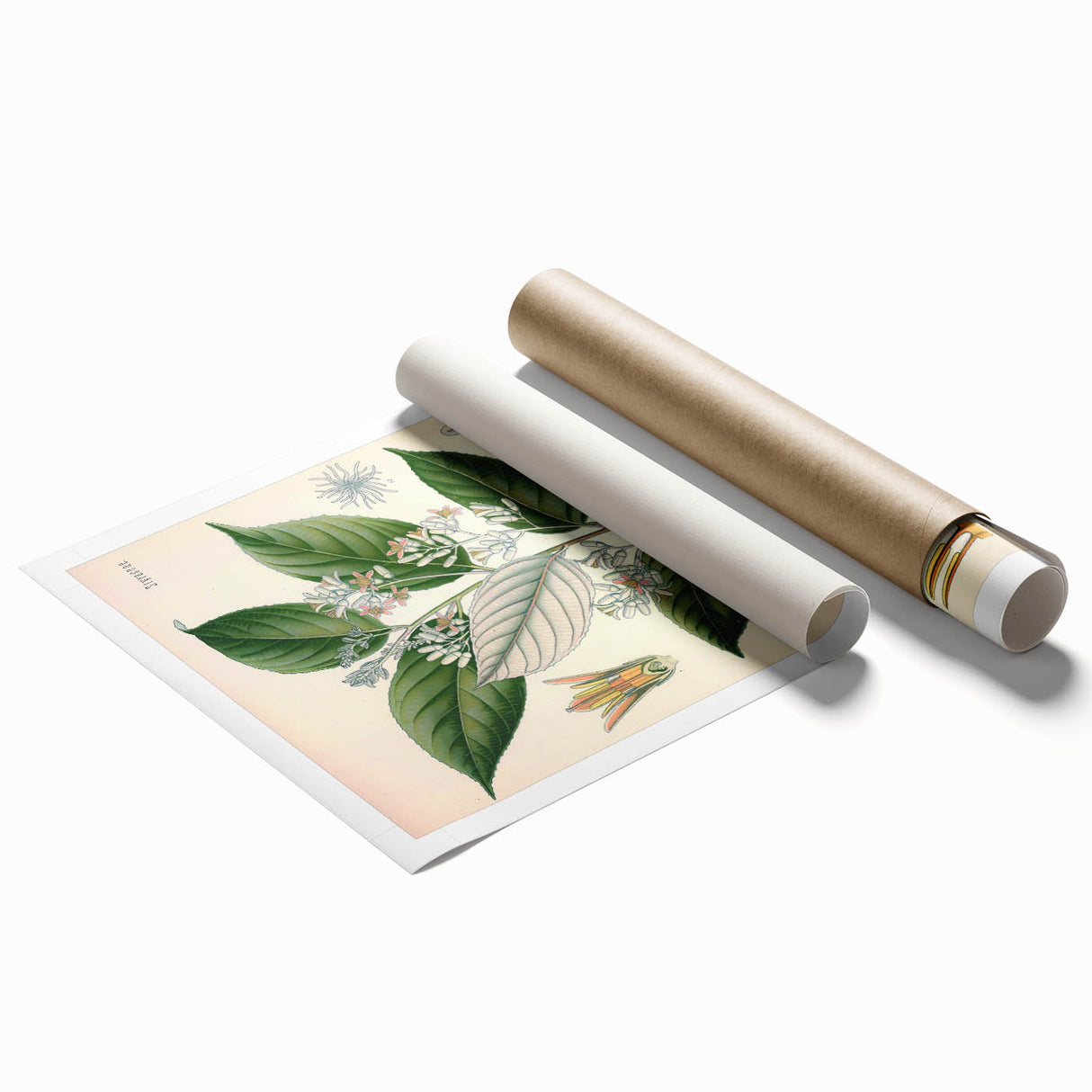 Vintage Botanical Illustration of Styrax – Botanical Art Prints