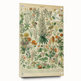Flower Art Print – Vintage Botanical Flower Illustration