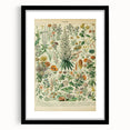Flower Art Print – Vintage Botanical Flower Illustration