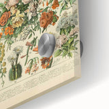 Flower Art Print – Vintage Botanical Flower Illustration