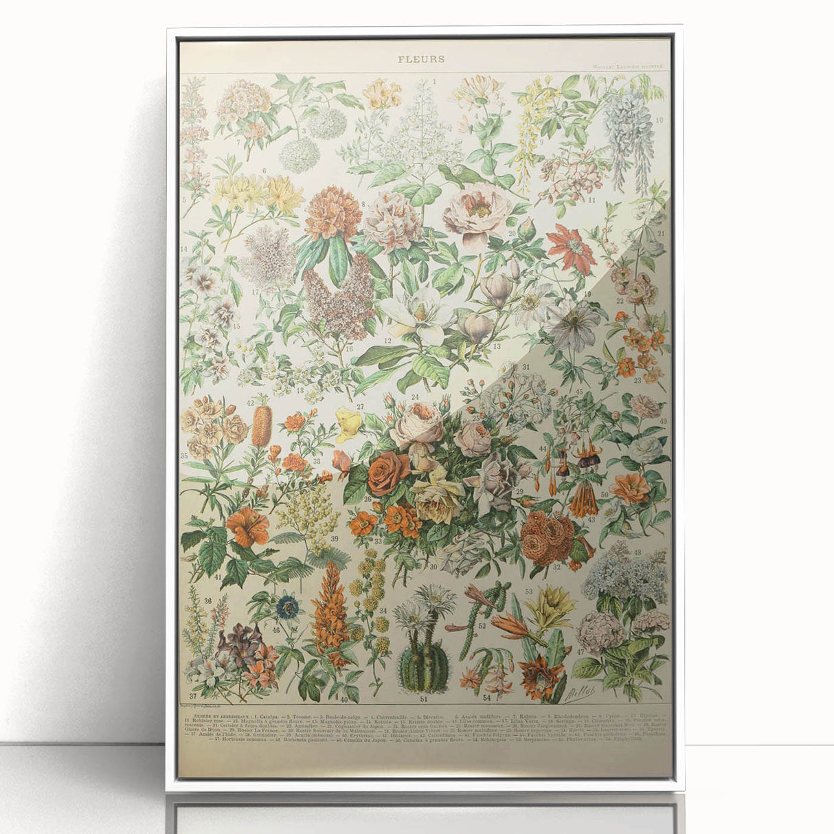 Flower Art Print – Vintage Botanical Flower Illustration
