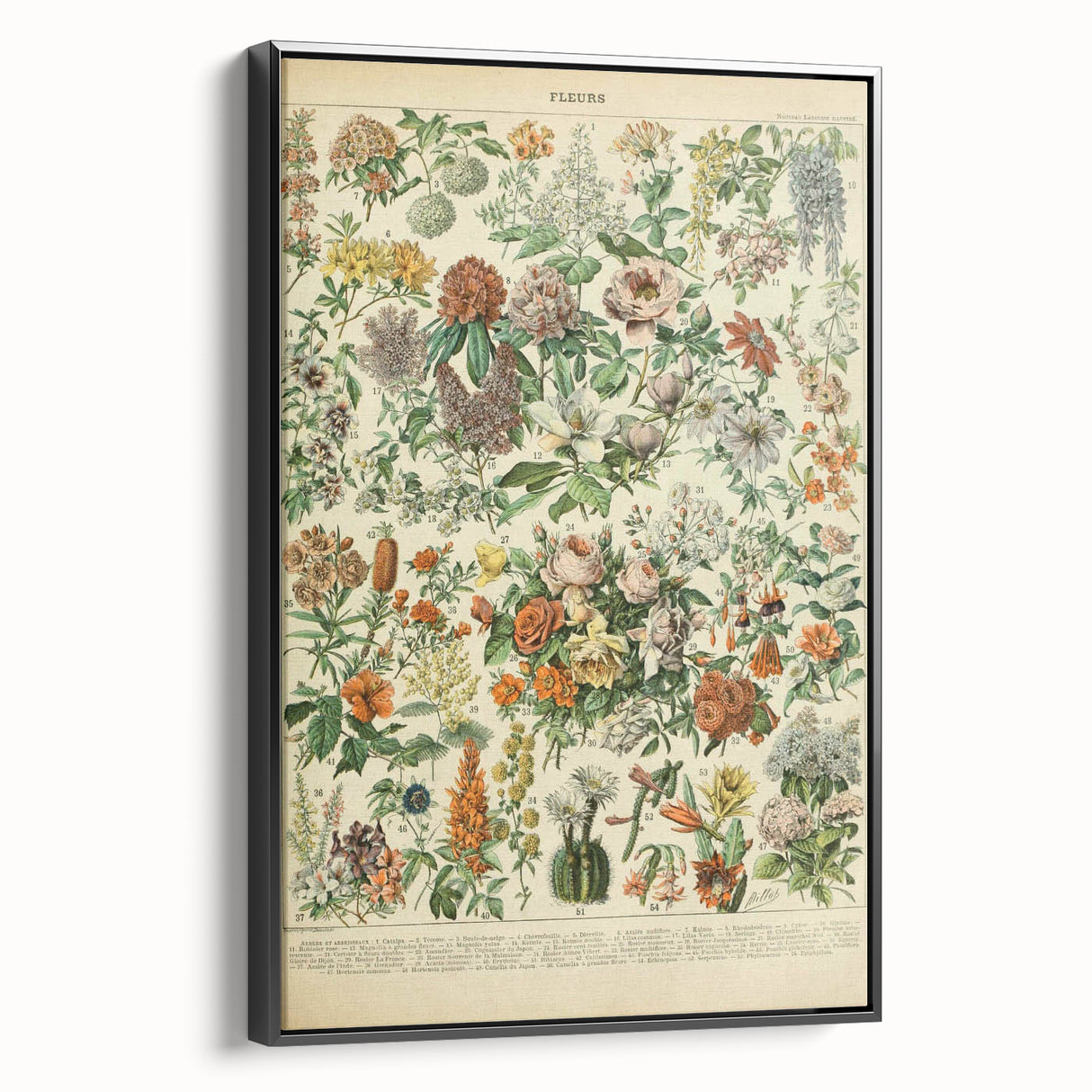 Flower Art Print – Vintage Botanical Flower Illustration