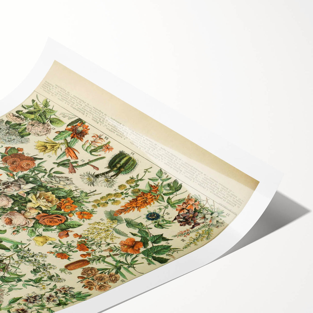 Flower Art Print – Vintage Botanical Flower Illustration