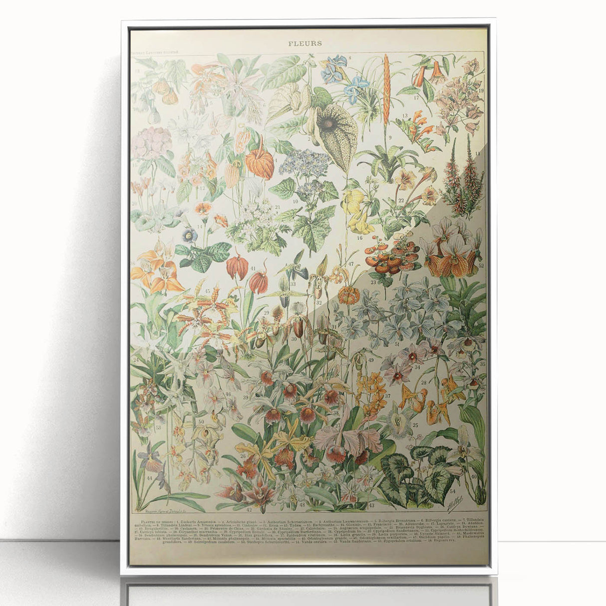Vintage Botanical Art Prints: Nature-Inspired Floral Wall Art