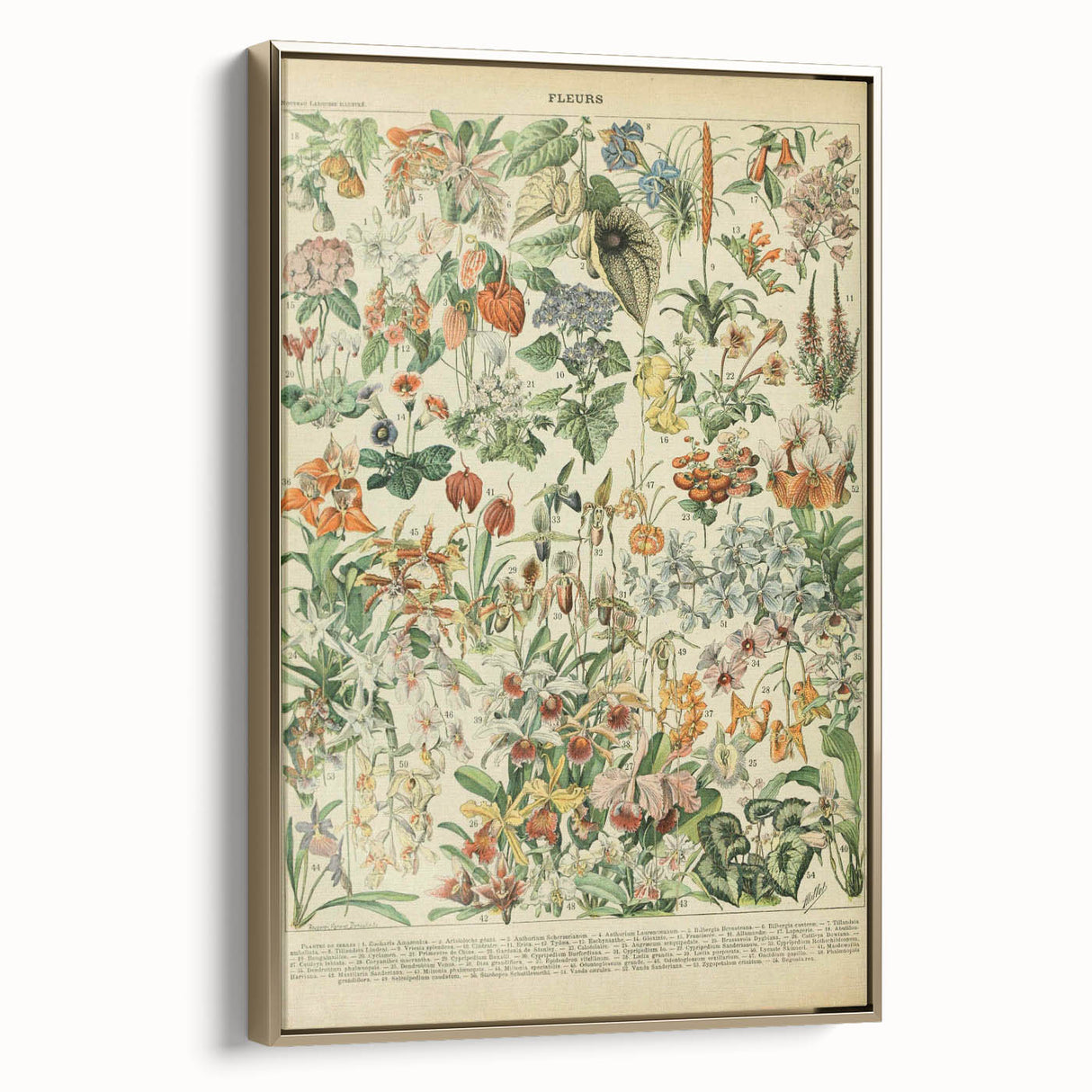 Vintage Botanical Art Prints: Nature-Inspired Floral Wall Art
