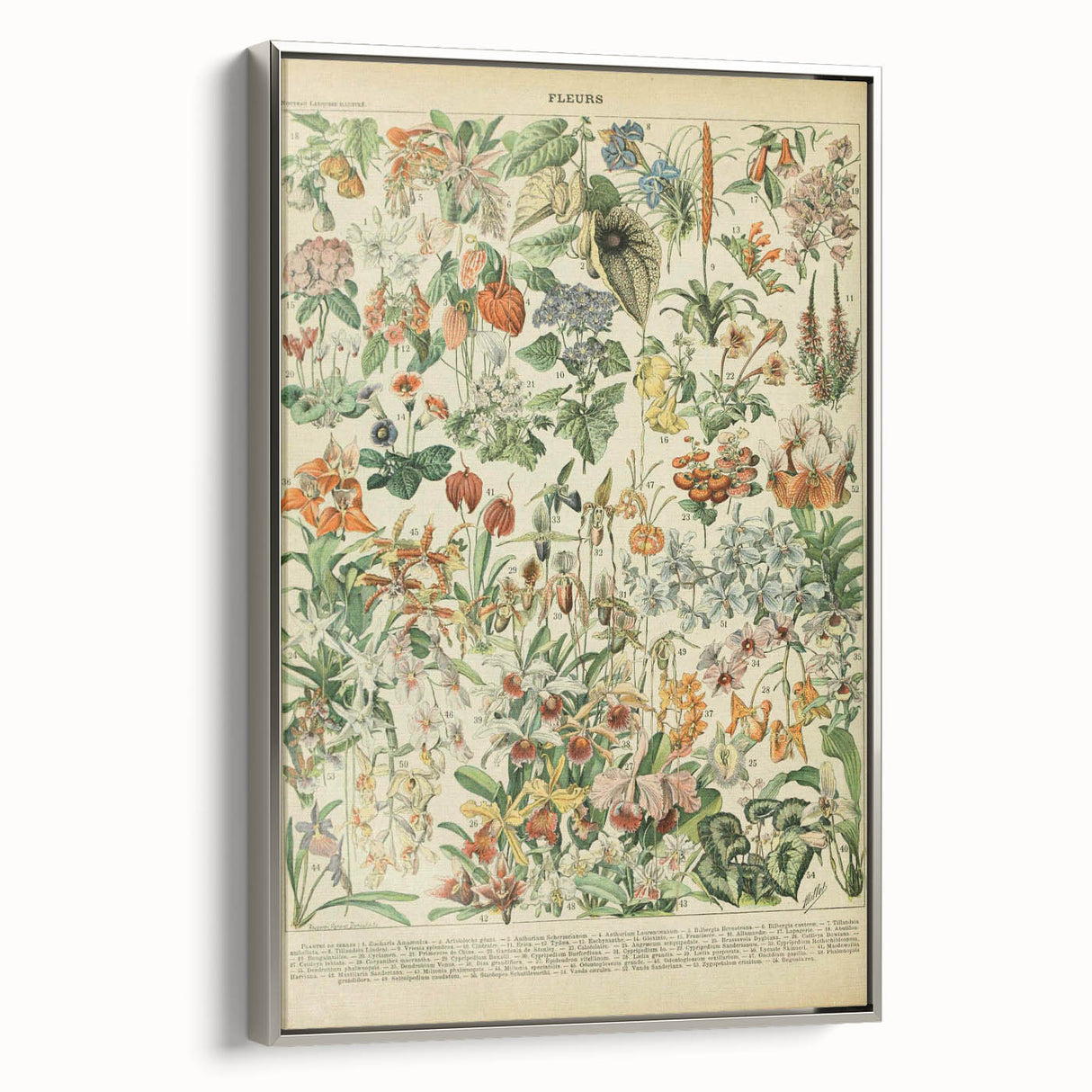 Vintage Botanical Art Prints: Nature-Inspired Floral Wall Art