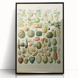 Vintage Botanical Art Prints: Fresh Fruit Illustration Wall Art