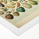Vintage Botanical Art Prints: Fresh Fruit Illustration Wall Art