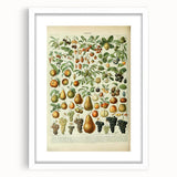 Vintage Botanical Art Prints: Elegant Fruit Illustration Wall Art