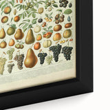 Vintage Botanical Art Prints: Elegant Fruit Illustration Wall Art