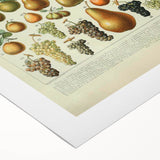 Vintage Botanical Art Prints: Elegant Fruit Illustration Wall Art