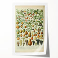Vintage Botanical Art Prints: Elegant Fruit Illustration Wall Art