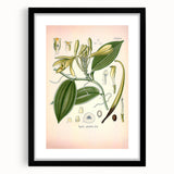 Vintage Botanical Illustration of Vanilla – Botanical Art Prints
