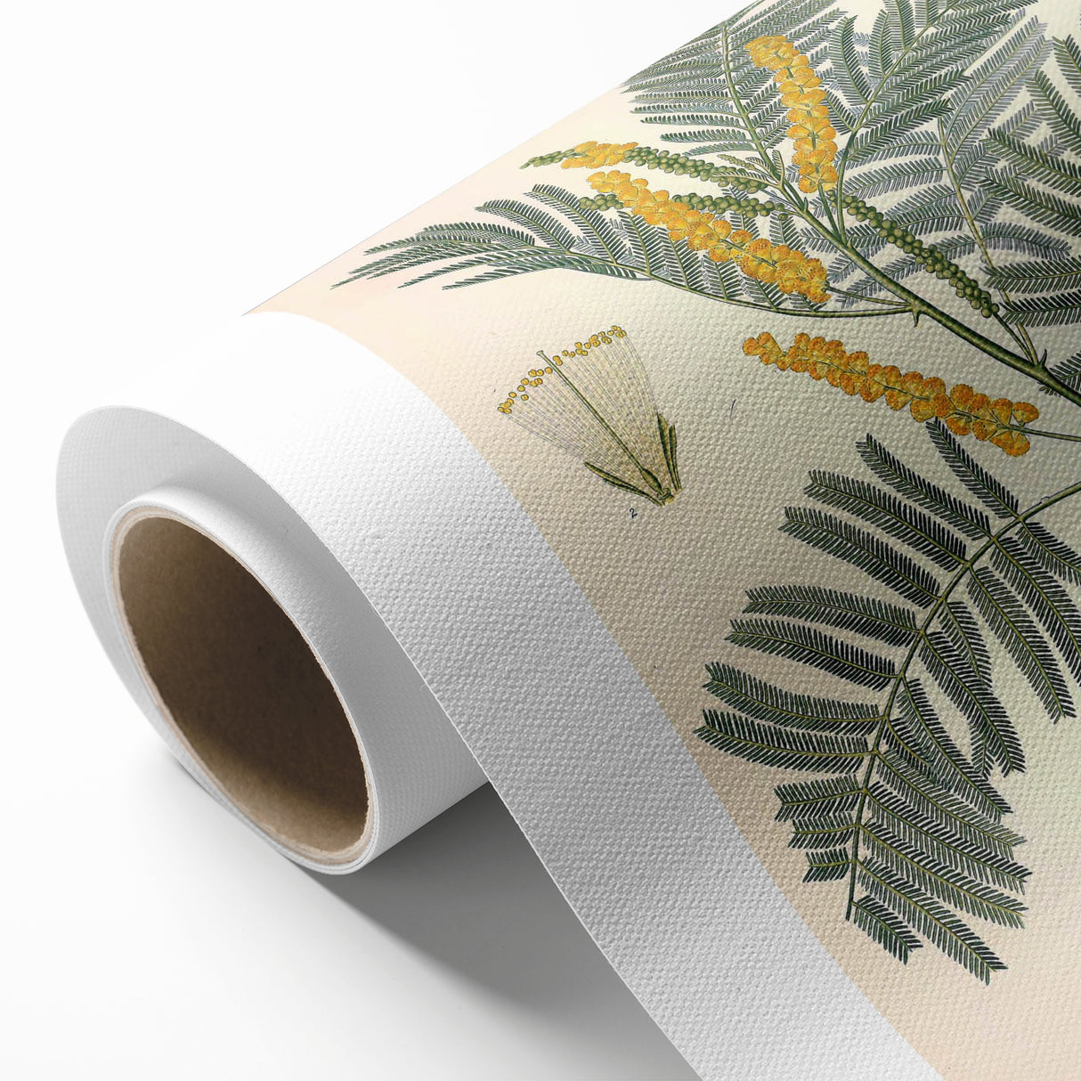 Vintage Botanical Illustration of Acacia – Botanical Art Prints