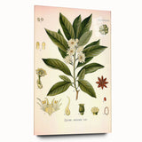 Vintage Botanical Illustration of Anise – Botanical Art Prints