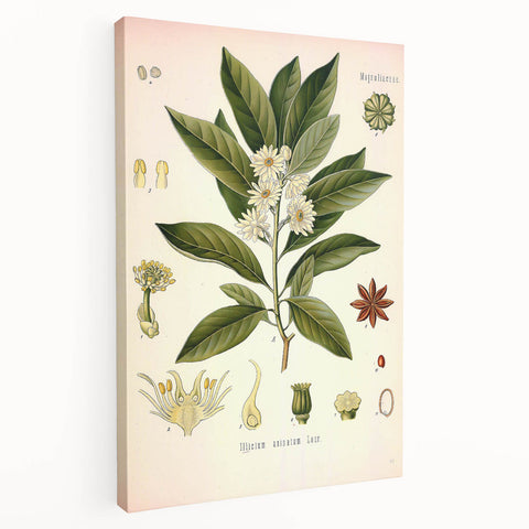 Vintage Botanical Illustration of Anise – Botanical Art Prints