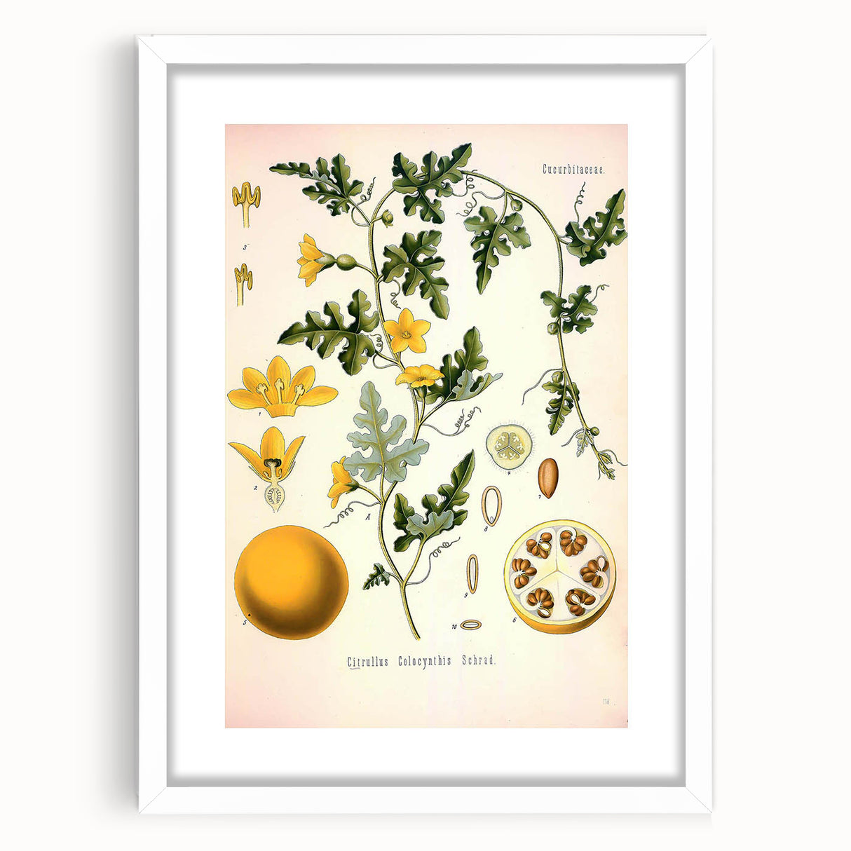 Vintage Botanical Illustration of Citrullus – Botanical Art Prints