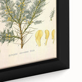 Vintage Botanical Illustration of Astragalus – Botanical Art Prints
