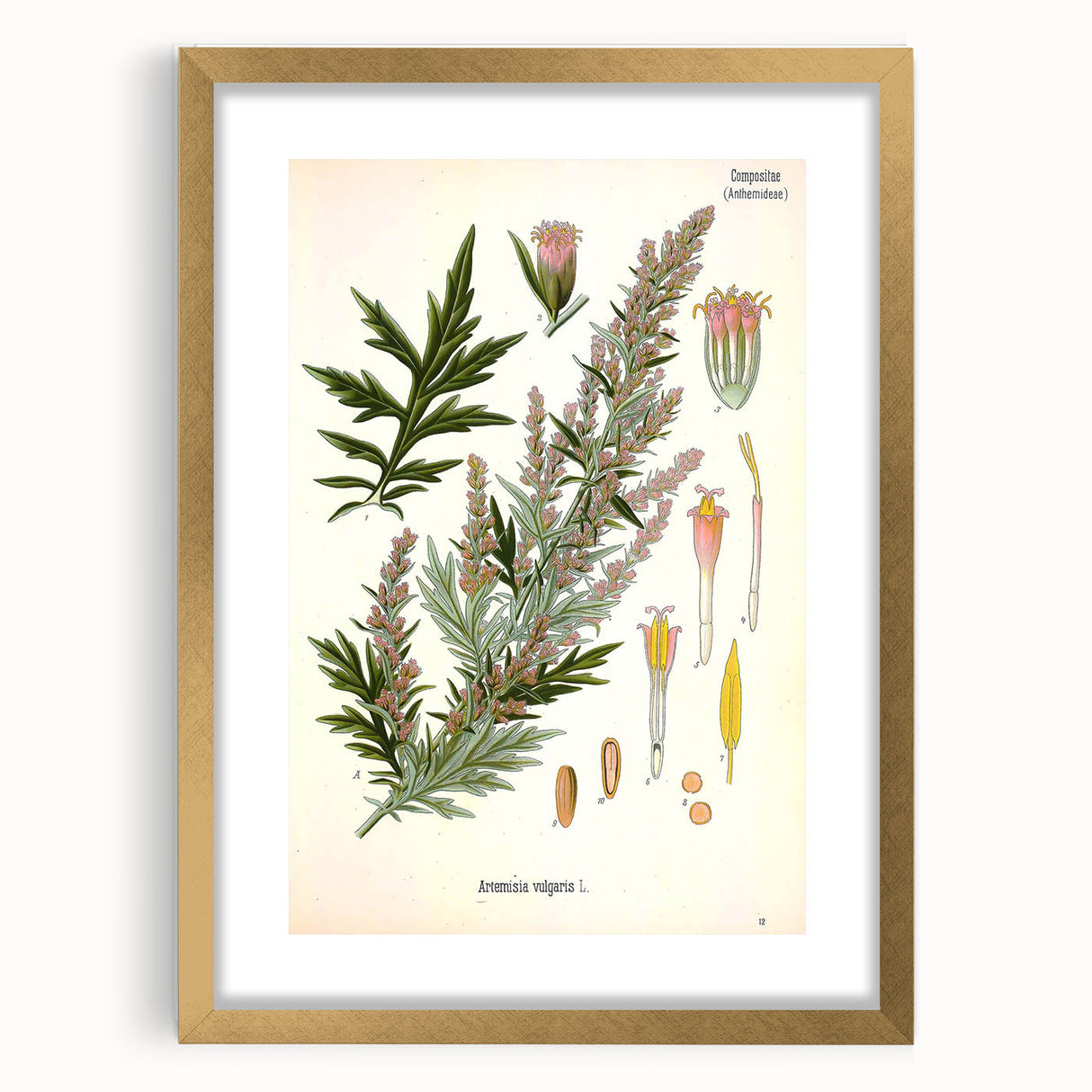 Vintage Botanical Illustration of Artemisia – Botanical Art Prints