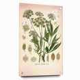Vintage Botanical Illustration of Lovage – Botanical Art Prints