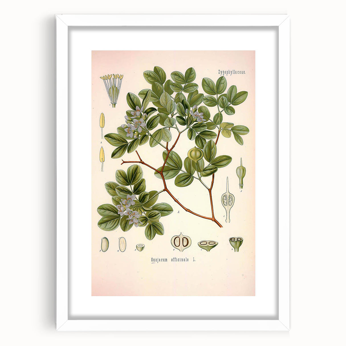 Vintage Botanical Illustration of Guaiacum – Botanical Art Prints