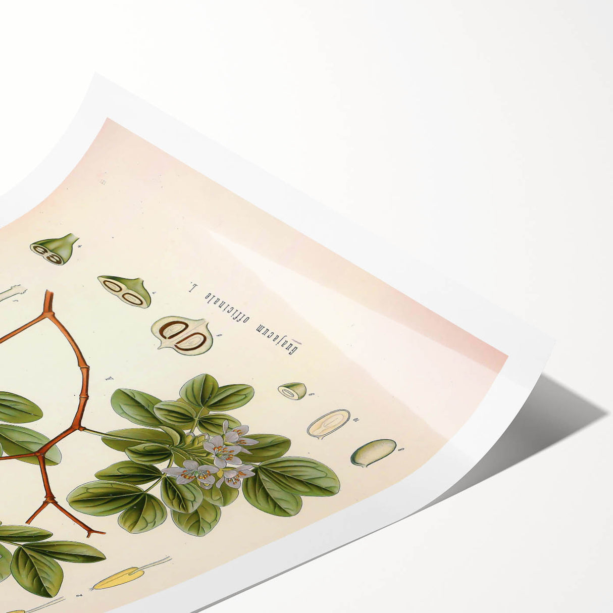 Vintage Botanical Illustration of Guaiacum – Botanical Art Prints