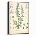 Vintage Botanical Illustration of Rosemary – Botanical Art Prints