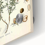 Vintage Botanical Illustration of Ononis – Botanical Art Prints