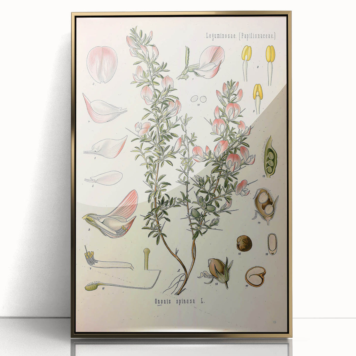 Vintage Botanical Illustration of Ononis – Botanical Art Prints