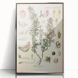 Vintage Botanical Illustration of Ononis – Botanical Art Prints