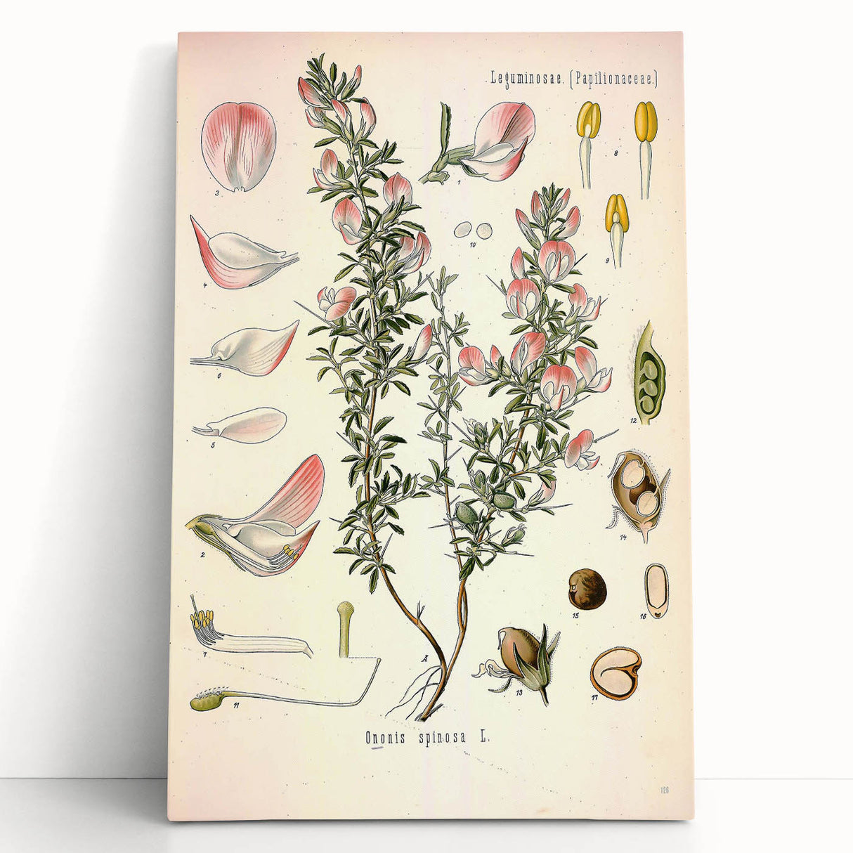 Vintage Botanical Illustration of Ononis – Botanical Art Prints