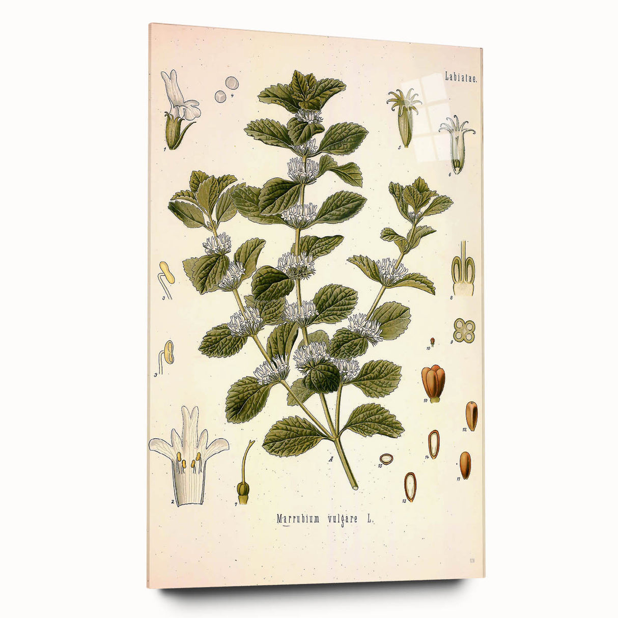 Botanical Art Prints: Vintage Botanical Illustration Art