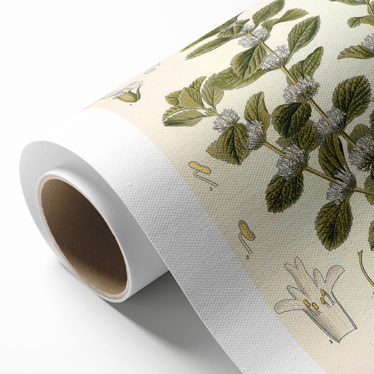 Botanical Art Prints: Vintage Botanical Illustration Art