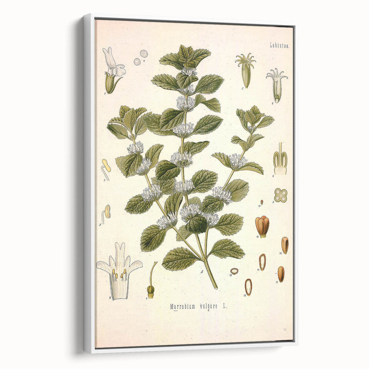 Botanical Art Prints: Vintage Botanical Illustration Art