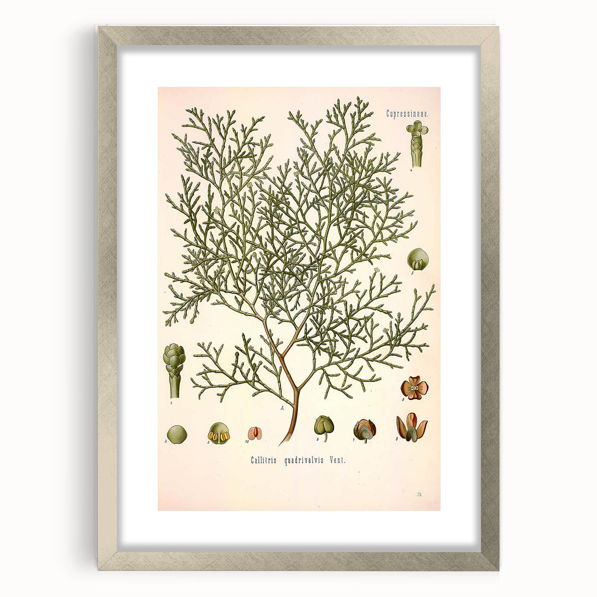 Botanical Art Prints: Vintage Callitris Quadrivalvis Illustration