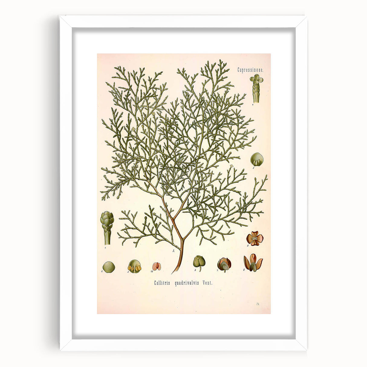 Botanical Art Prints: Vintage Callitris Quadrivalvis Illustration